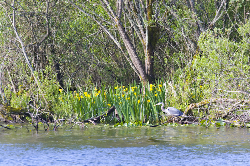 Great Blue Heron